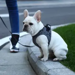 PETKIT Air Fly Harness Dog and Cat