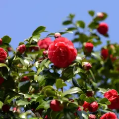 2.5qt Blood of China Camellia Japonica Plant with Red Blooms - National Plant Network