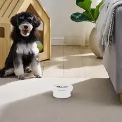 Sam's Pets Short Tulip 2.0 Pet Bowl in Glossy White