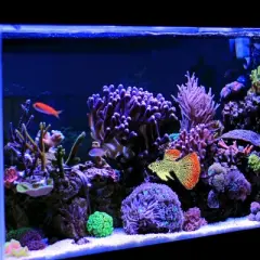 Unique Bargains Aquarium Glowing Decoration Artificial Fish Ornament with Suction Cup Yellow Orange 1 Pcs