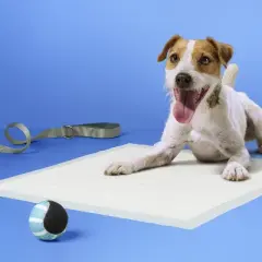 Dog Training Pads - L - up&up&trade;