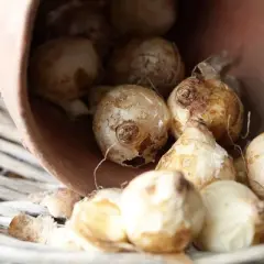 Van Zyverden Set of 25 Bulbs Muscari Siberian Tiger