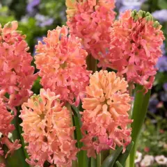 10ct Hyacinths Sweet Invitation Bulbs - Van Zyverden