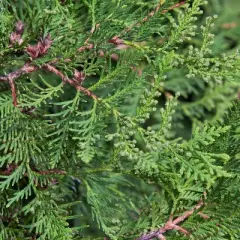 National Plant Network Live Outdoor Green Giant Arborvitae Plant - 1ct 1gal