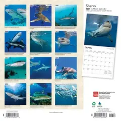 Browntrout 2024 Wall Calendar 12"x12" Sharks