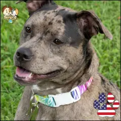 Country Brook Petz Deluxe Fashion Zebra Dog Collar - Made in the U.S.A. (1/2 Inch, Extra Small)