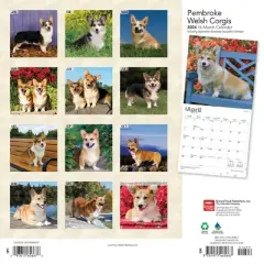 Browntrout 2024 Wall Calendar 12"x12" Pembroke Welsh Corgis