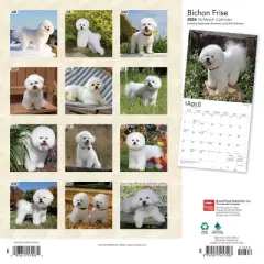 Browntrout 2024 Wall Calendar 12"x12" Bichon Frise