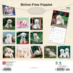 BrownTrout Bichon Frise Puppies 2026 12"x24" Hanging Square Wall Calendar Plastic-Free
