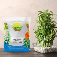 Soil Sunrise Lucky Bamboo Plant Potting Mix, Custom Soil Mix for Repotting