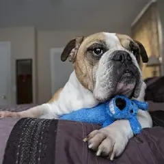 Multipet Birthday Loofa Dog Toy Medium - 12'(Blue)