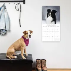 2026 Square Wall Calendar, Border Collies, 16-Month Paw Prints Theme with 180 Reminder Stickers (12x12 In)