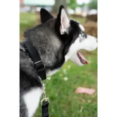 Country Brook Petz&reg; 5/8 Inch Nylon Dog Leash