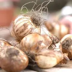 Van Zyverden 15ct Bulbs Narcissus Daffodils Kitchen Sink Mixture