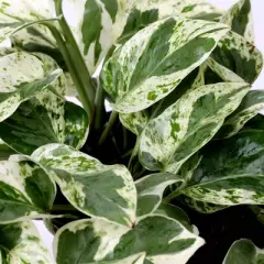 Live 5" Pothos Houseplant in Craft Planter