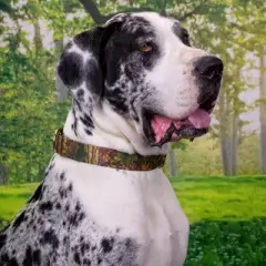 Country Brook Petz 1 1/2 Inch Southern Forest Camo Martingale Dog Collar