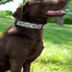 Country Brook Petz 1 1/2 Inch Deluxe Cow Print Dog Collar