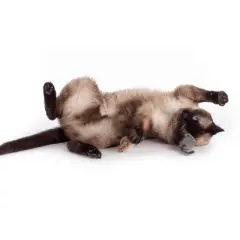 Hauspanther Bamboleos Cat Toys by Primetime Petz Playtime Pleasures for Every Furry Friend