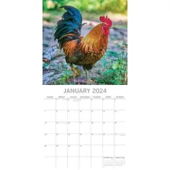 The Gifted Stationery 2024 Square Wall Calendar, Chickens, 16-Month Animals Theme with 180 Reminder Stickers (12 x 12 In)