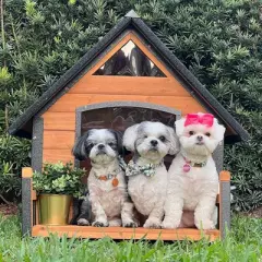 Aivituvin Outdoor Dog House with Porch| Strong Iron Frame-AIR80/81/87