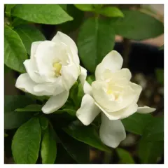 Gardenia 'August Beauty' Cottage Hill - U.S.D.A. Hardiness Zones 7-11
