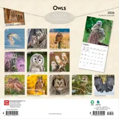 BrownTrout 2026 Owls 12"x24" Hanging Square Wall Calendar Plastic-Free