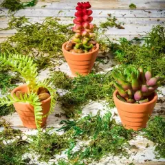 Juvale 10 Pack Terra Cotta Clay Pots, Small Plant Pots, Planters for Succulents & Cactus, 1.5 x 1.5 x 1.9"