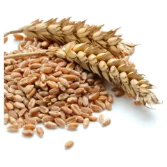 Augason Farms Hard White Wheat Emergency Food - 24lbs