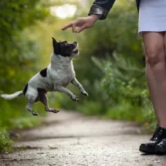 Fruitables Skinny Minis Grilled Bison Flavor Healthy Low Calorie Chewy Dog Treats - 12oz