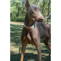 Country Brook Petz HossFit Jr Wide Deluxe Dog Collar - Chevron and Arrows Collection