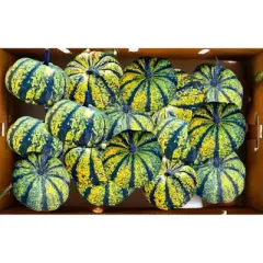 Ornamental Lolita Pumpkin - each