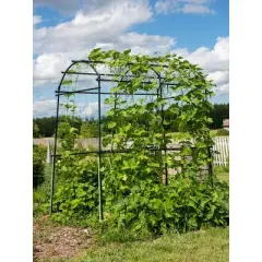 Gardener&rsquo;s Supply Company Extra Tall Garden Arch Arbor 80in Titan Squash Tunnel | Lightweight Metal Garden Arch Trellis Plant Stand for Climbing Vines