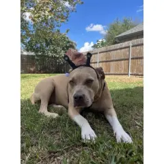 Midlee Snail Headband & Shell Dog Costume