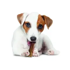 Nylabone Healthy Edibles Dog Chews - Bacon Flavor- 8 Chews