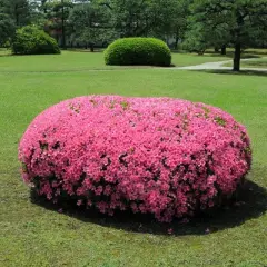 Azalea 'Chinana' 2.25gal U.S.D.A. Hardiness Zones 6-9 - 1pc - National Plant Network