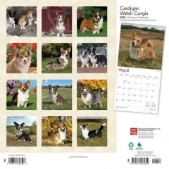 Browntrout 2024 Wall Calendar 12"x12" Welsh Corgis Cardigan