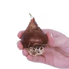 10ct Narcissus Paperwhite Kit Ziva with Iron Brass Fluted Pan Planter - Van Zyverden