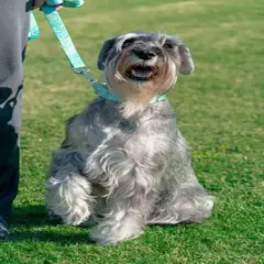 Country Brook Design&reg; 1 Inch Green Paisley Leash - 6 Feet