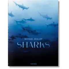 Michael Muller. Sharks - by  Arty Nelson & Kock & Philippe Cousteau Jr (Hardcover)