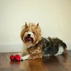 Midlee MINI Dog Tennis Balls, Red, 1.5" 12-Pack- Fetch Ball Laucher Pet Small Tennis Balls