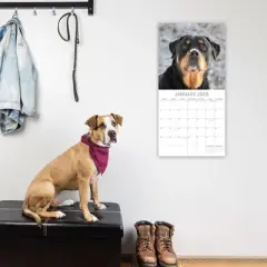 2026 Square Wall Calendar, Rottweiler, 16-Month Paw Prints Theme with 180 Reminder Stickers (12x12 In)