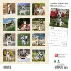 Browntrout 2024 Wall Calendar 12"x12" Alaskan Malamutes