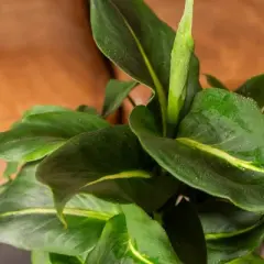 Live 6" Dieffenbachia Green Magic Potted Houseplant