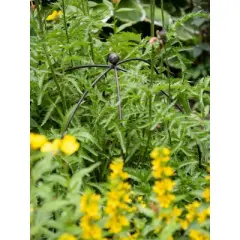 Gardeners Supply Company Jardin Bird Cage Plant Support | Large Sturdy Grow-Through Steel Flower Trellis and Garden Decor | Best to Support Peonies,