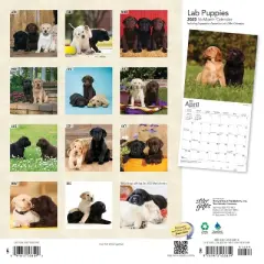 2023 Square Wall Calendar Labrador Retriever - StarGifts