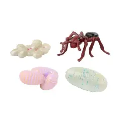 Insect Lore Ant Life Cycle Stages