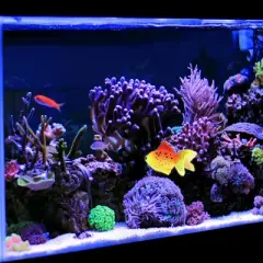 Unique Bargains Aquarium Glowing Artificial Golden Fish Ornament with Suction Cup Yellow Red 1 Pc