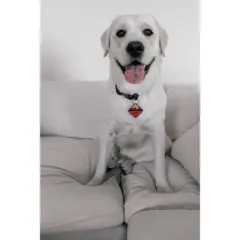 QALO TraQ Powered By Tile Dog and Cat Silicone Bluetooth Trackable Pet ID Tag - Red