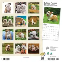 2023 Square Wall Calendar Bulldog Puppies - StarGifts