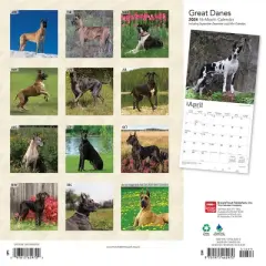 Browntrout 2024 Wall Calendar 12"x12" Great Danes